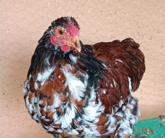 Cocosei Wyandotte portelan