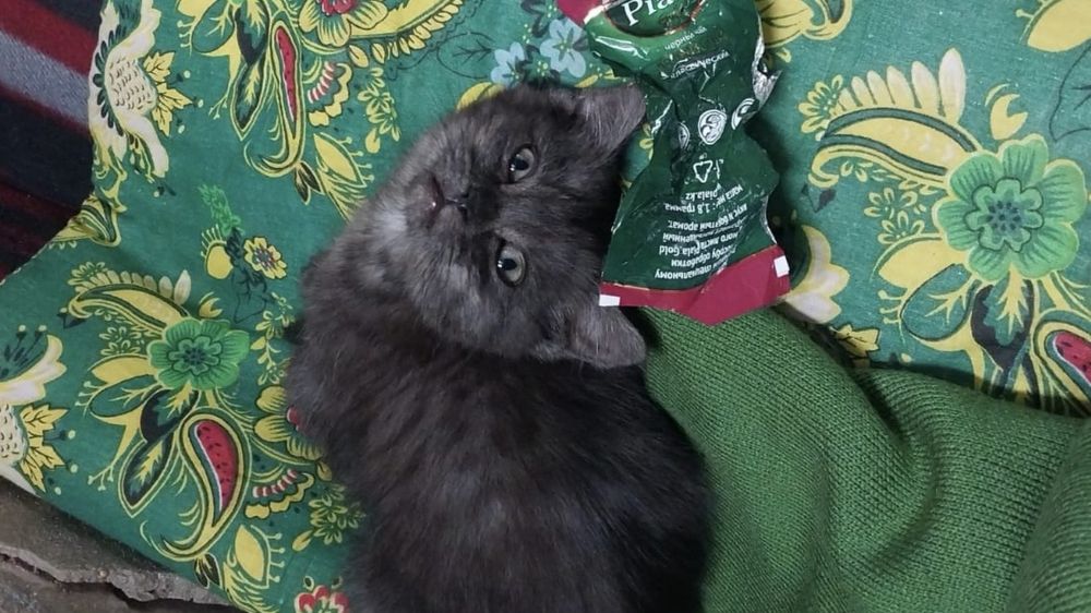 Отдам котят ответственным людям