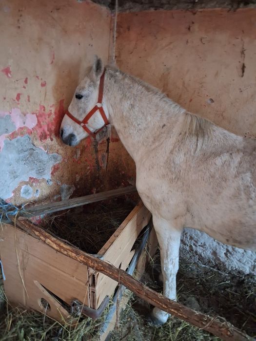 Vând armăsar 8 9 ani