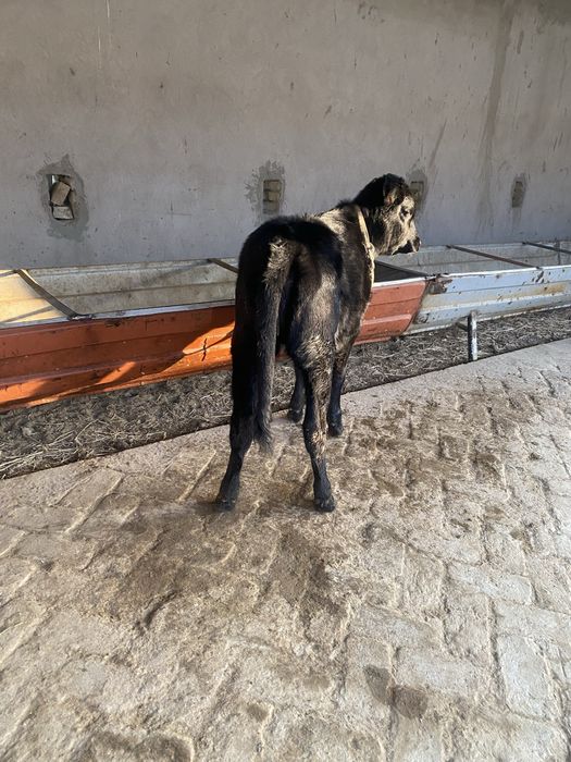 gʻunojincha sotiladi