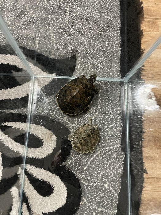 Vand broasca testoasa cea mare