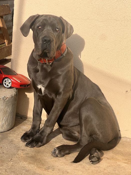 Caine cane corso