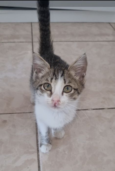 Малыши ищут мампап. Доставлю!