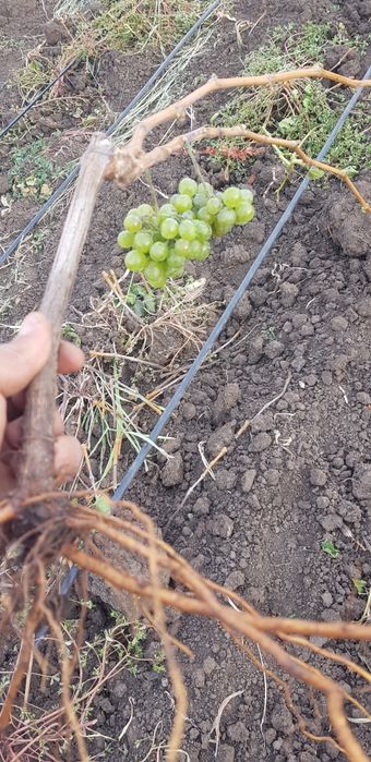 Producător butasi vita de vie