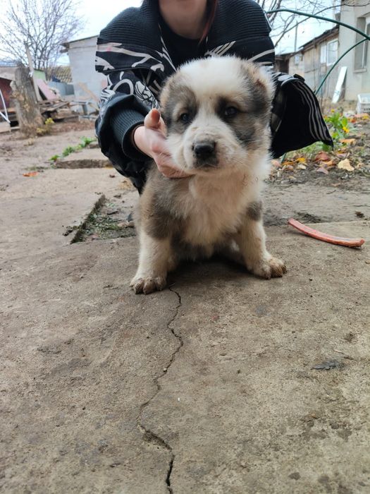 Продается щенята Алабая  1,5 месяцев