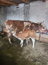 Vând vaca la prima fătare cu o vițelusa  Baltata  românească