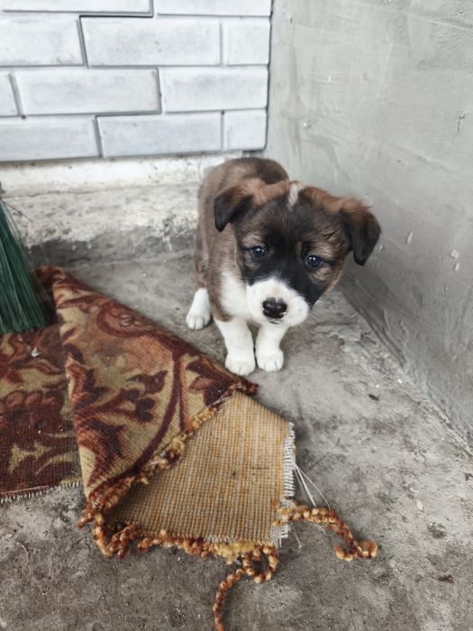 Отдам щенят девочки