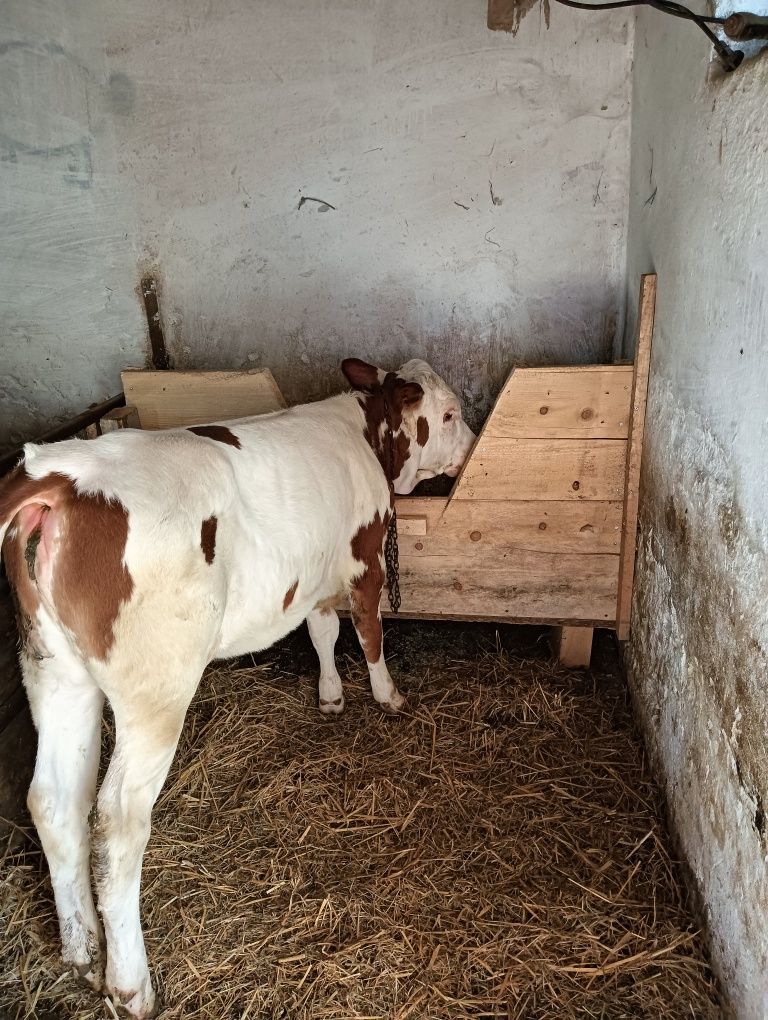 De vânzare vițică de 4 luni