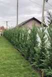 Leylandii gard viu chiparos vesnic verde oriunde in tara