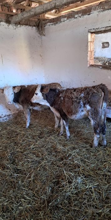 De vânzare 2 vitele intarcate