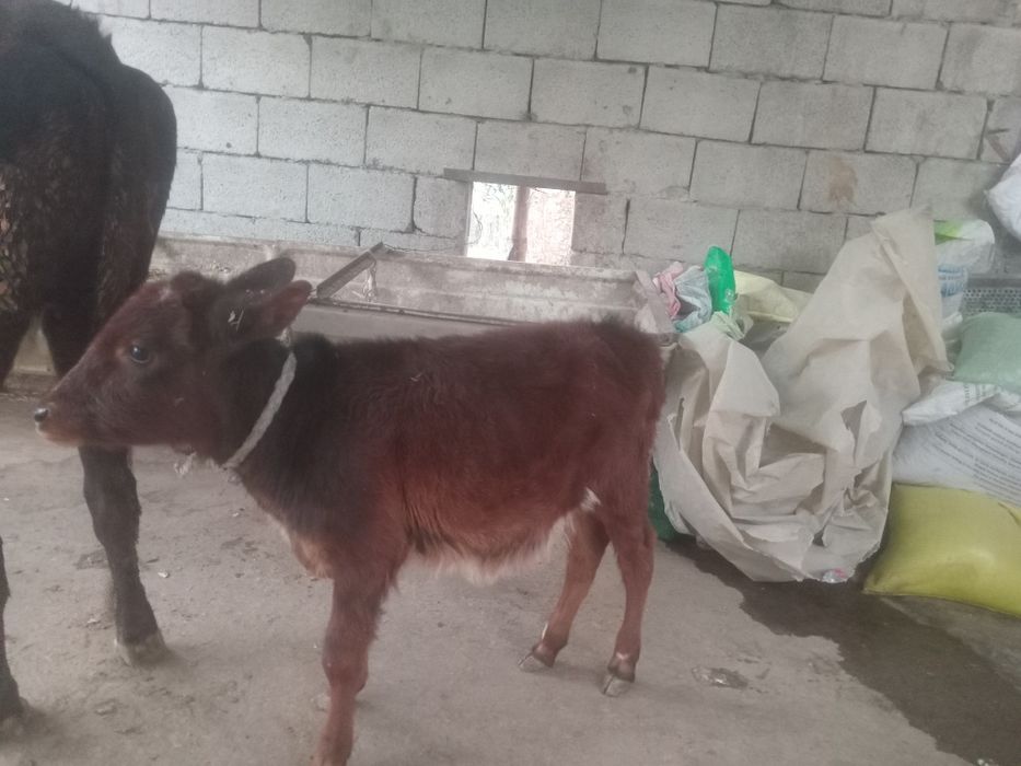 Ona Bola sigir sotiladi birinchi qorin bolasi G'unojincha  suti  yoq b