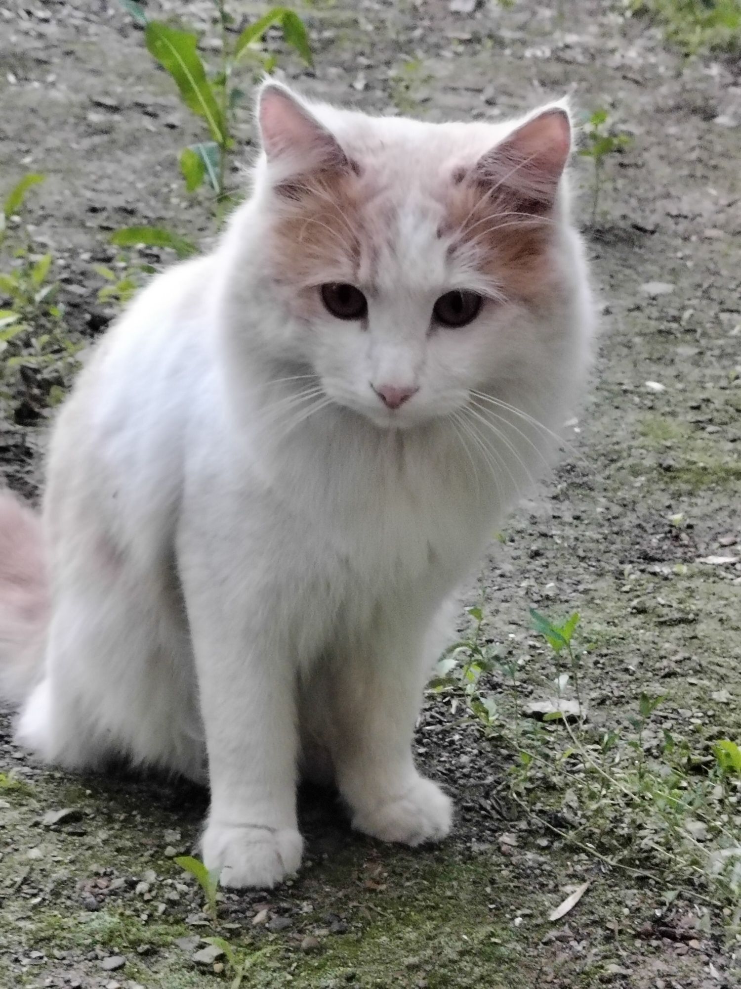 Котик ищет семью!