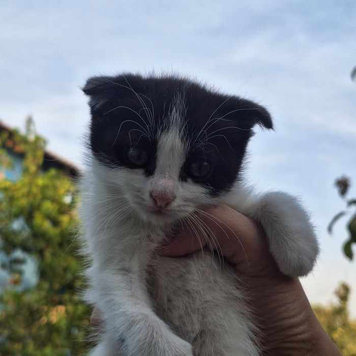Двух месячные котята