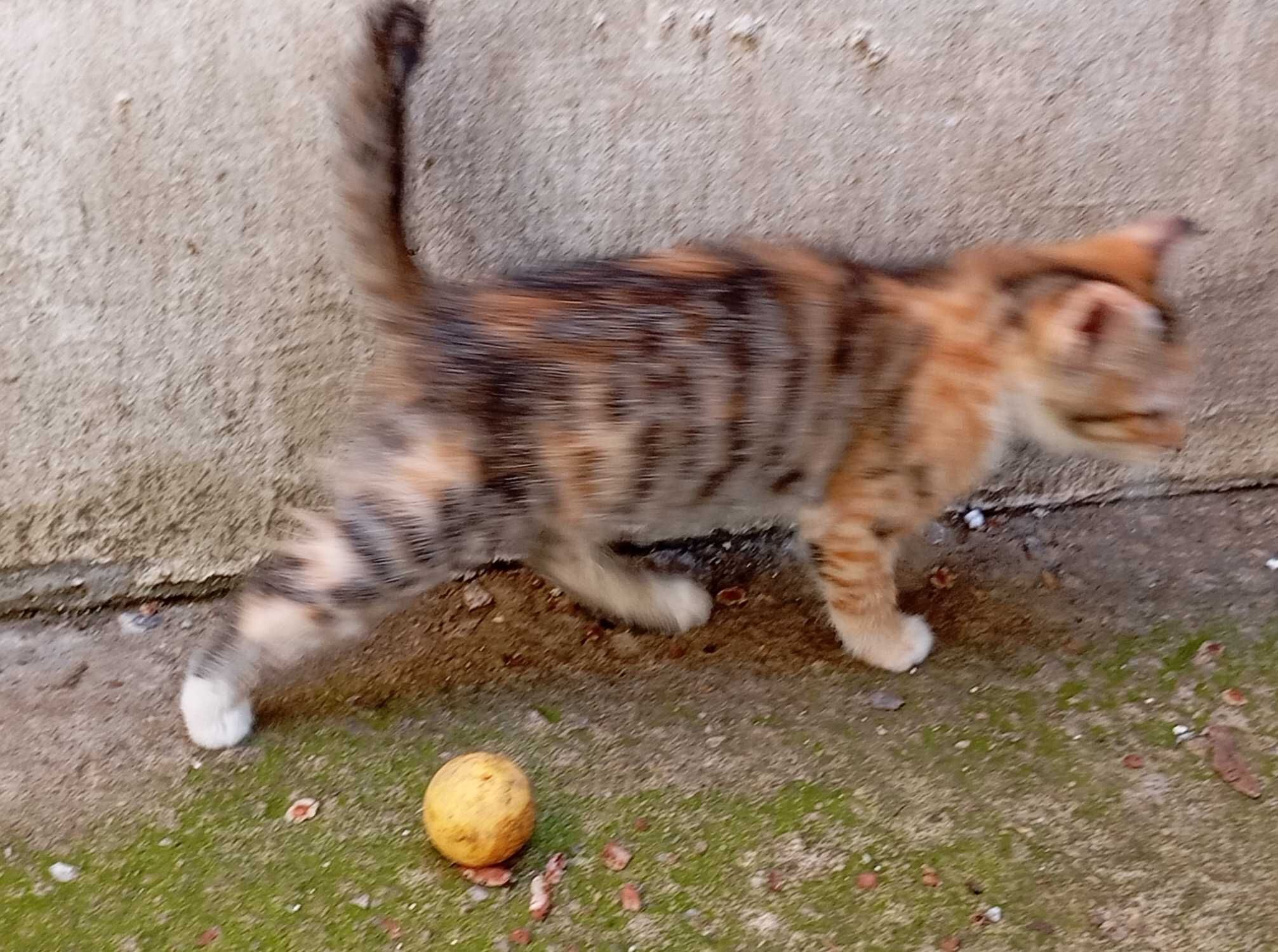 Малки бебета котенца