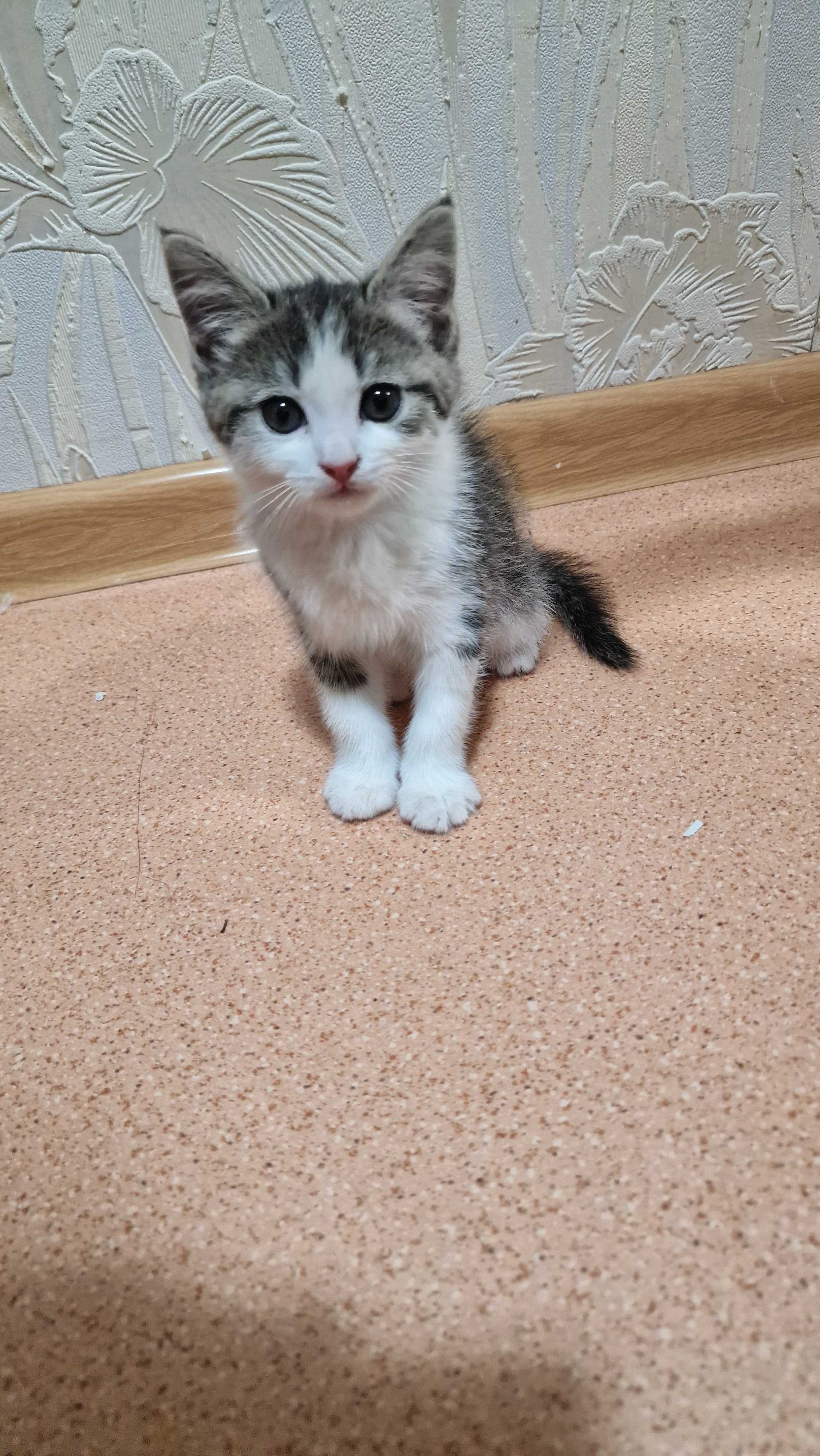 Котёнок в добрые руки.