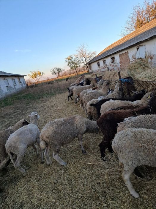 Oi, capre, cirlani, iezi de vanzare