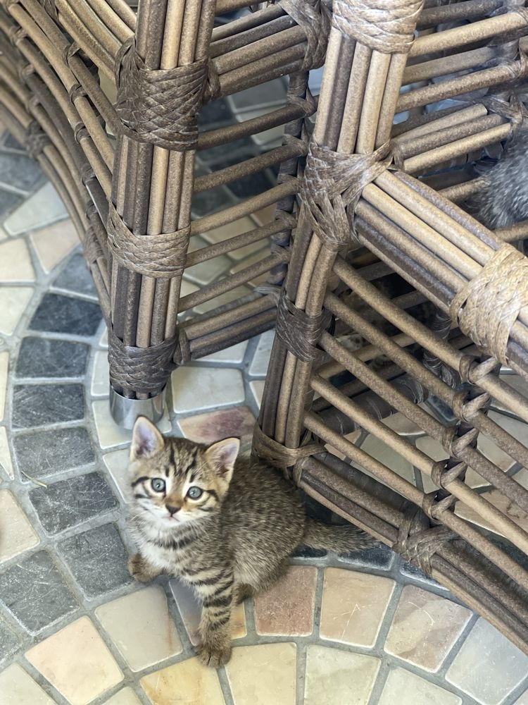 Домашние котята отдам бесплатно!!!