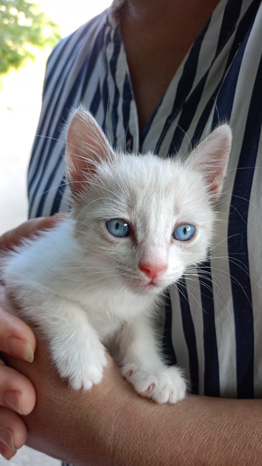 Котенок (мальчик)