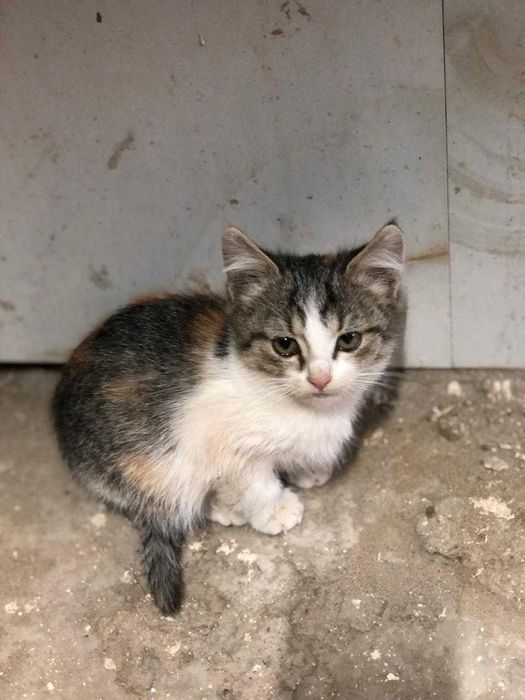 котенок бесплатно
