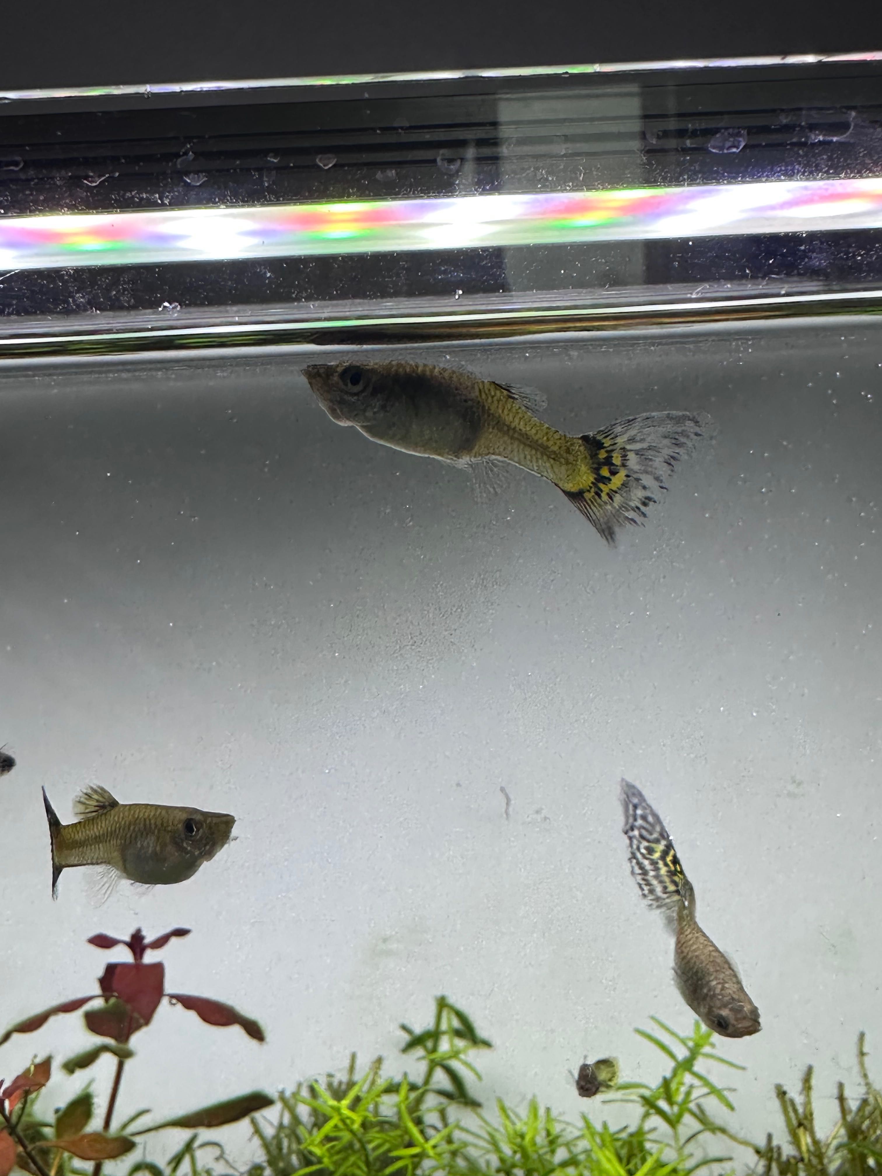 Vand pesti guppy cu predare persoanala in Iasi