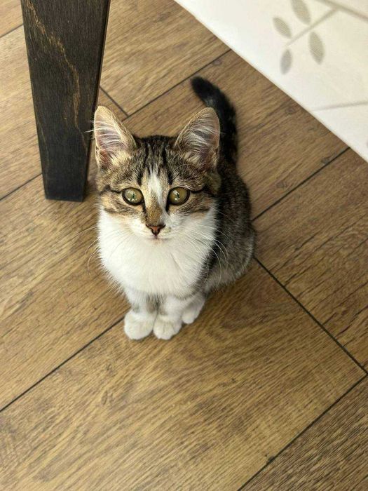 Отдадим котенка 3 месяца