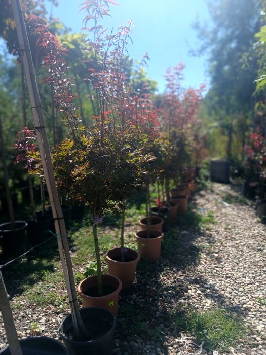 Plante oralamentale crescute la ghiveci