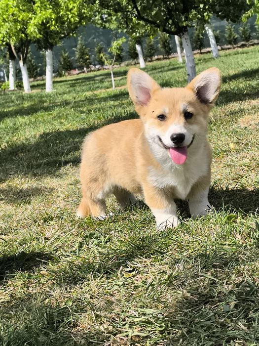 Corgi    penbroke