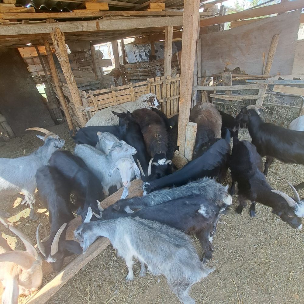 Продается козы