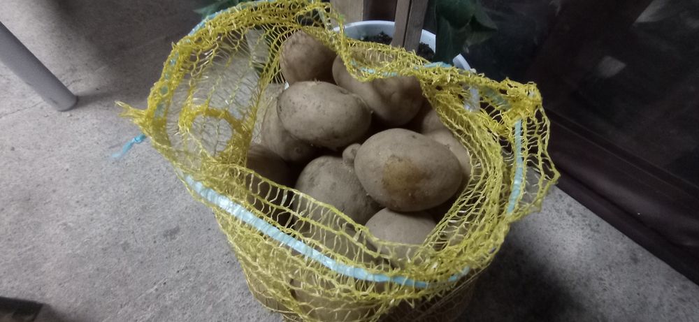 Картофи сорая на едро