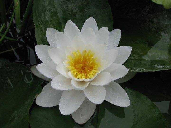 Индивидуални уроци по математика Пловдив