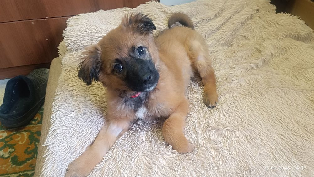 Отдам в добрые руки