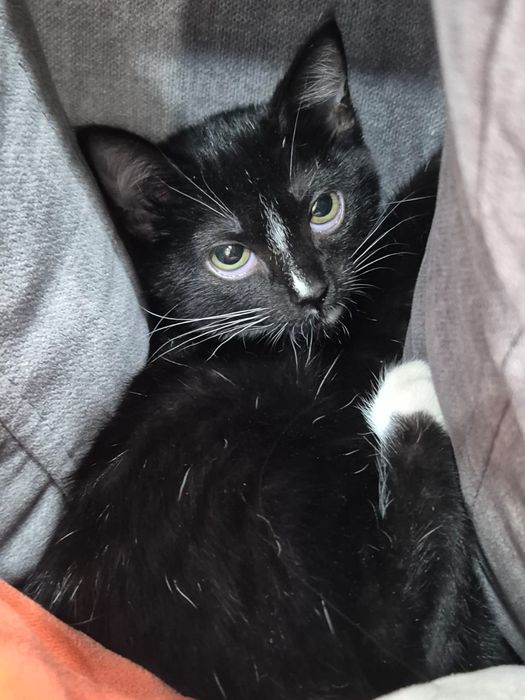 Кошечка Боня 1,5 месяца ищет любящих родителей