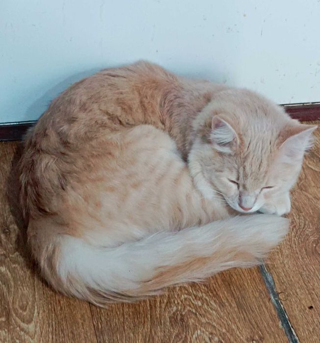 Отдам котика в хорошие руки