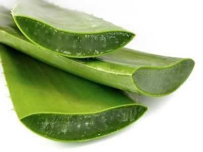 Алоэ (алое) лечебное, старше 3 лет. Доставка.