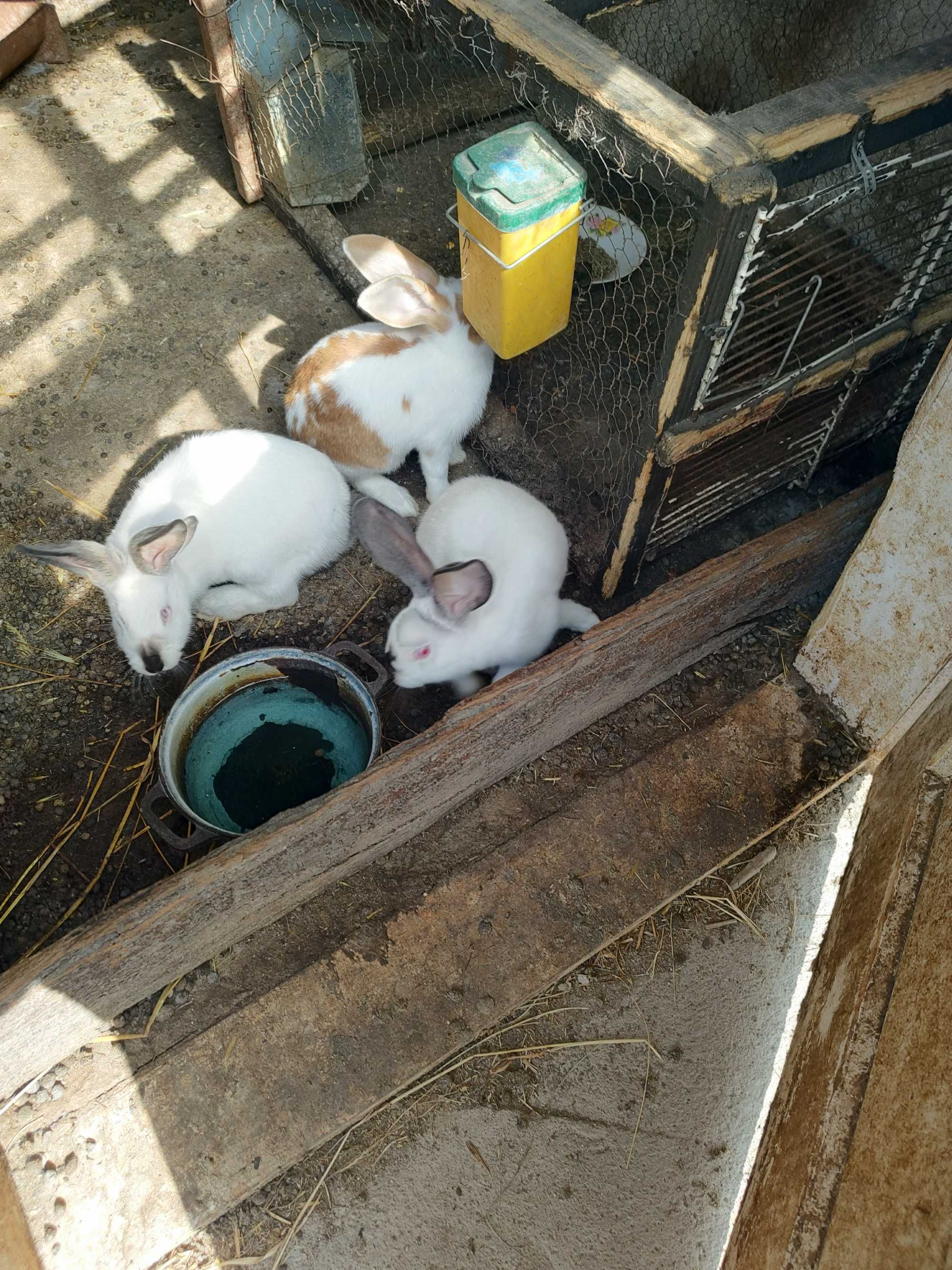 Iepuraș caută casa noua
