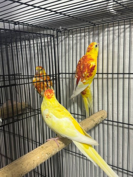 Pevchi parla sotiladi 2para bor.