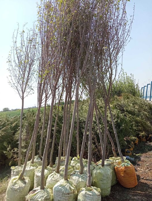 Ko'chatlar sotiladi. Har xil turdagi mevali va manzarali ko'chatlar