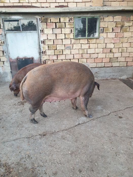 Дюрок прасе женско