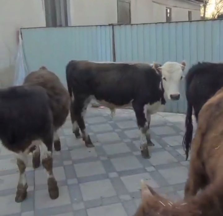 Бычки Бука Подсос Парода
