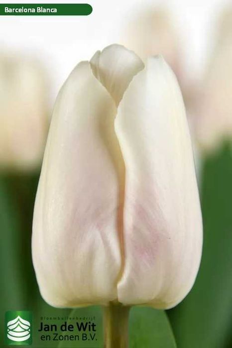 Луковицы тюльпанов (Лола)