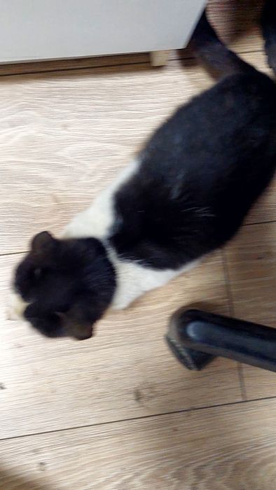 Кошка, катенок, мысык