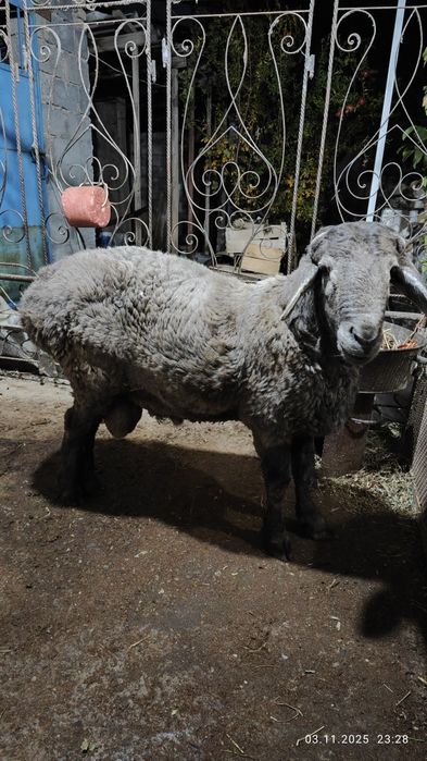 Кучкор сотаман. Продам кучкара