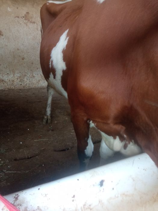 Sigir 6 oylik bugoz sotiladi