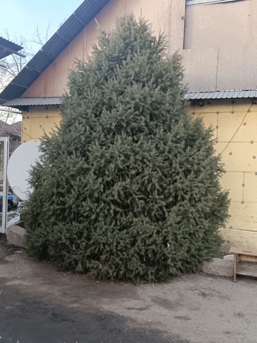 Ель Тянь-Шаньская.