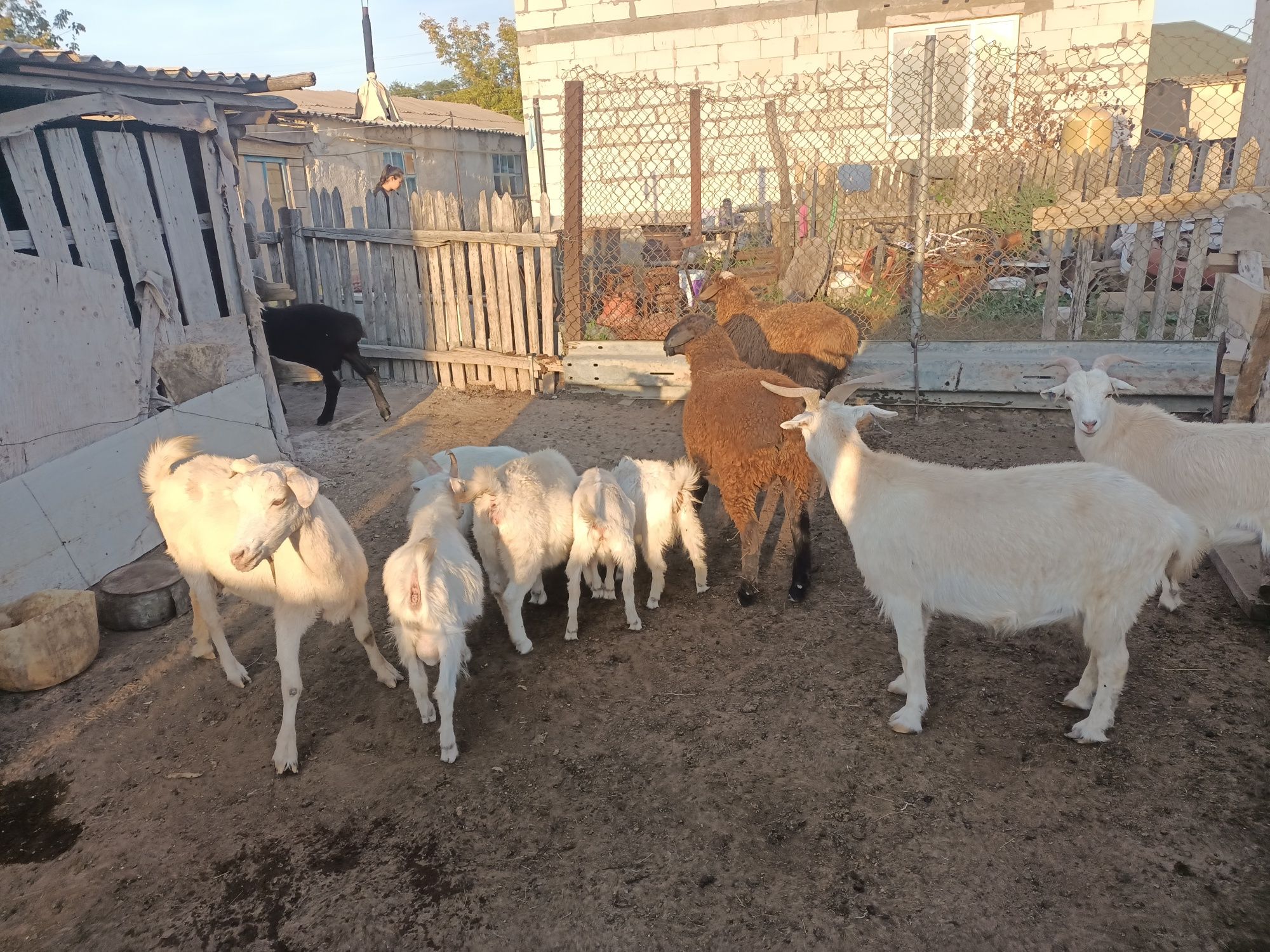 Ешкілер лақтарымен,шыбыштар сатылады. Продам