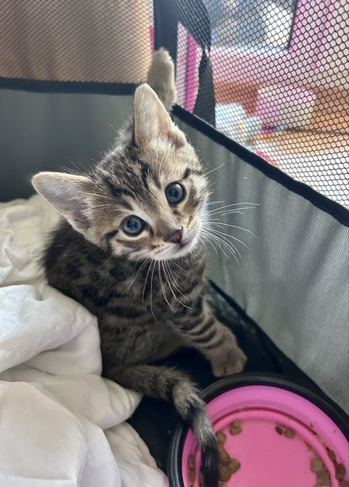 Бенгалско мъжко коте