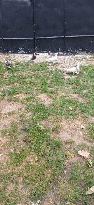 Schimb porumbei uriași maghiar și king