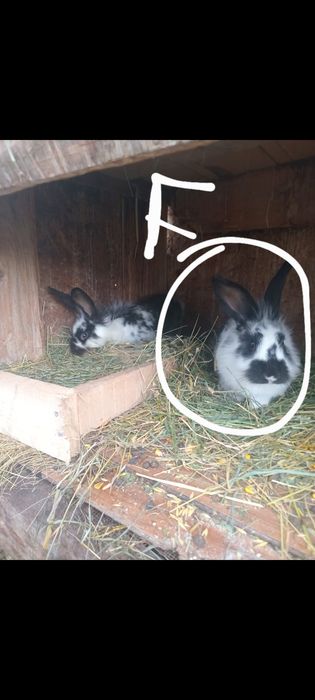 Vand femelea de cap de leu