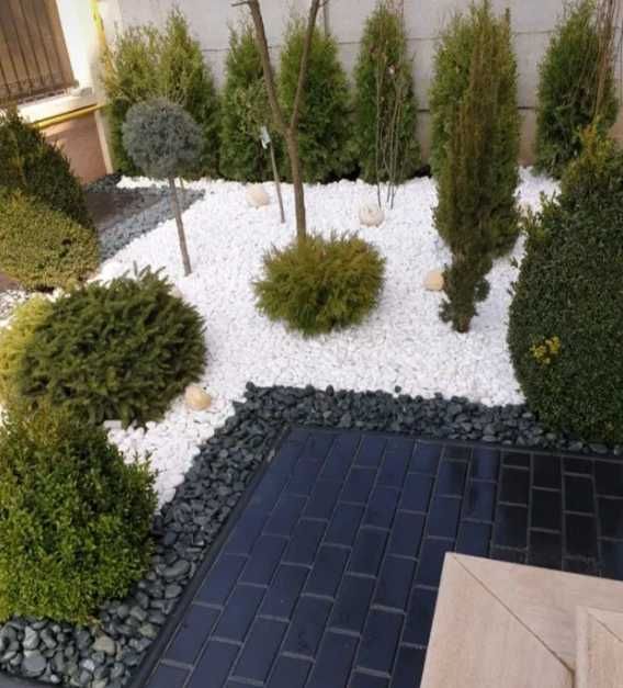 Plante Ornamentale