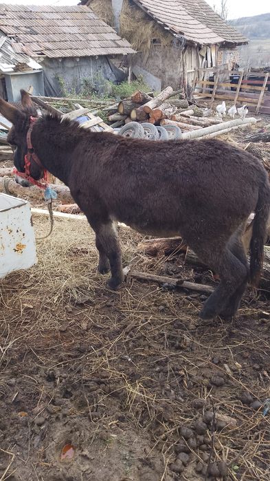 Vând sau schimb măgar